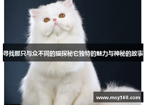 寻找那只与众不同的猫探秘它独特的魅力与神秘的故事